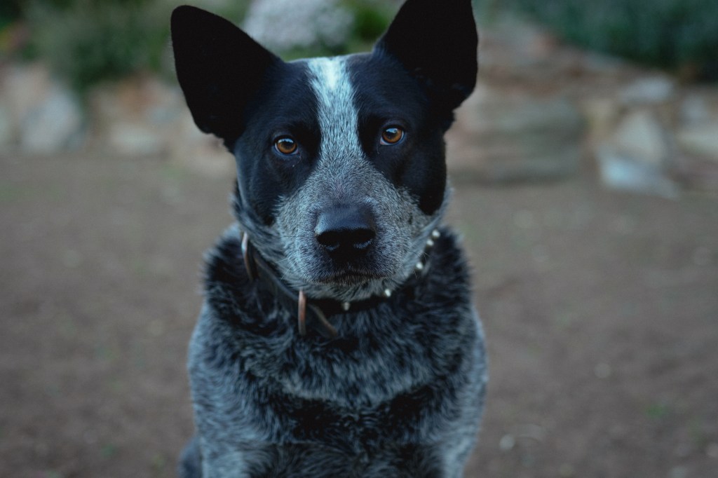 My Parents Blue Heeler Banjo