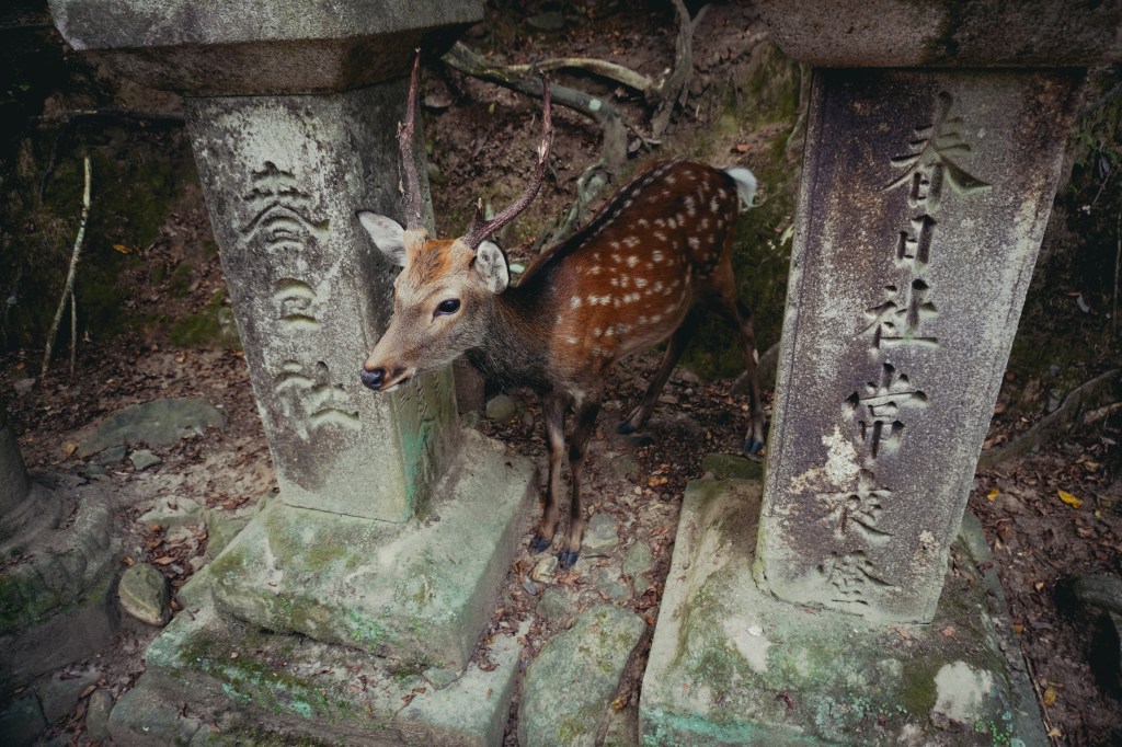 Deer from Nara between 2 sign posts